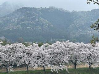 満開になった旗川の土手の桜